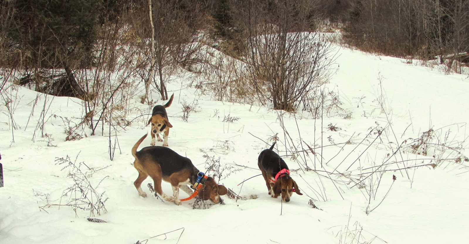 Going rabbit hunting!