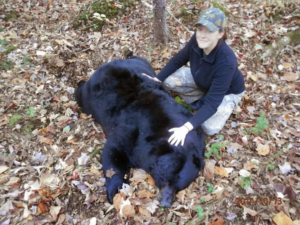 Black Bear Hunt in Maine