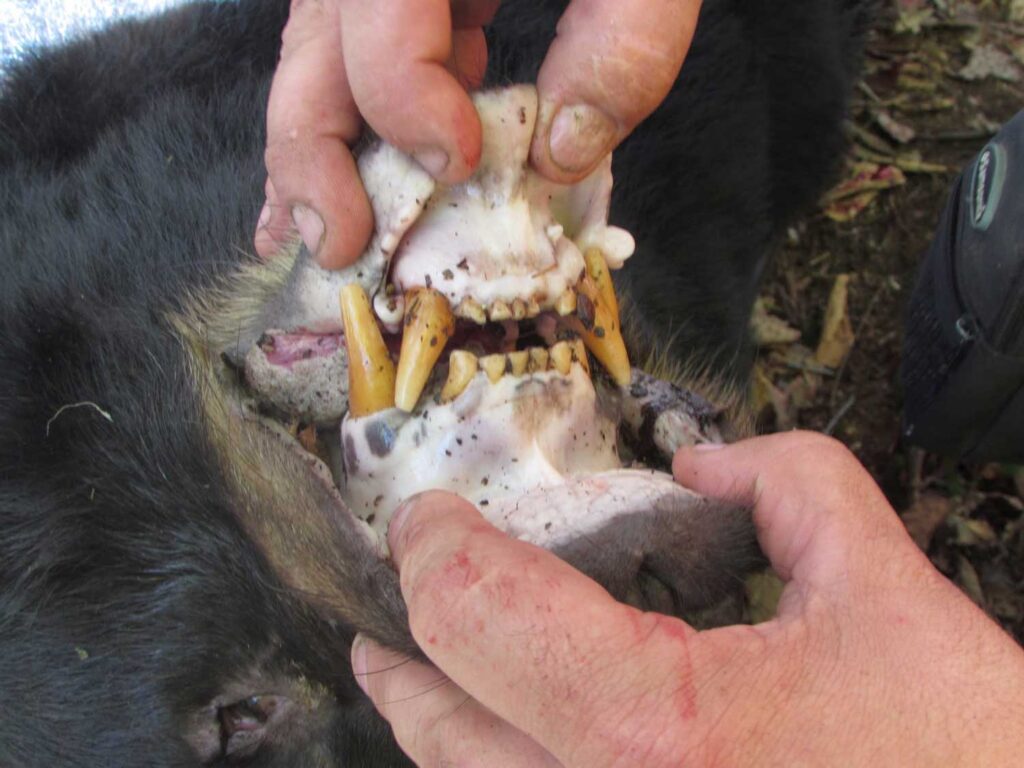 Maine Black Bear Teeth