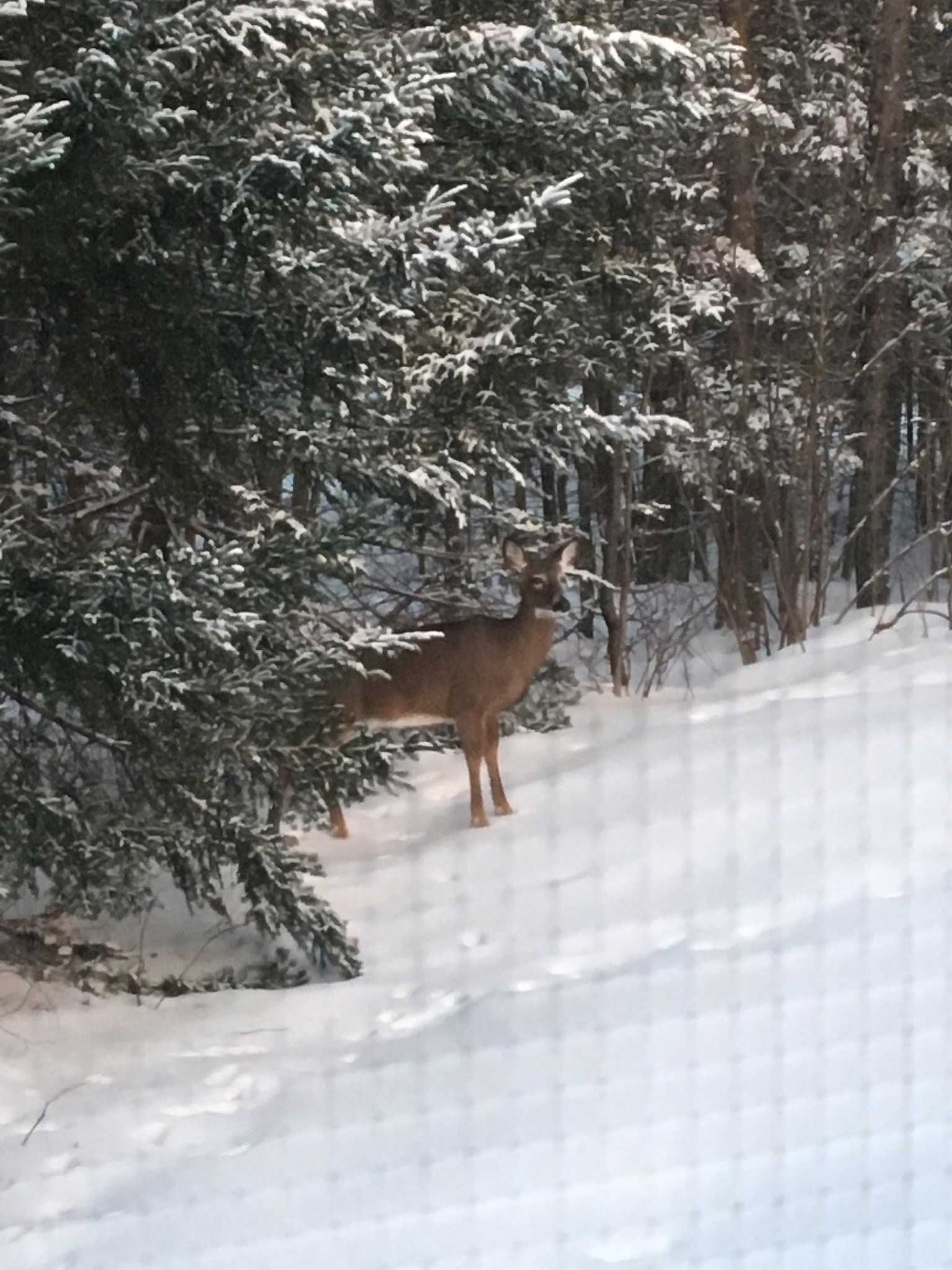 Stop feeding deer in Maine