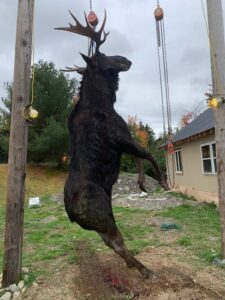 My 2021 Maine bull moose at Allagash Adventures