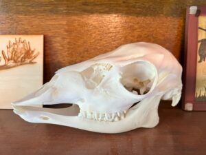 Buck fawn skull