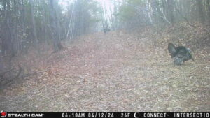 Strutting male turkey picture from a trail camera